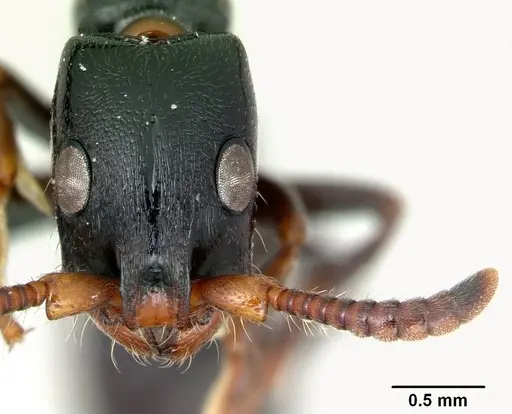 Simopone merita specimen