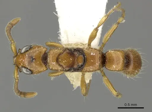 Simopone miniflava specimen