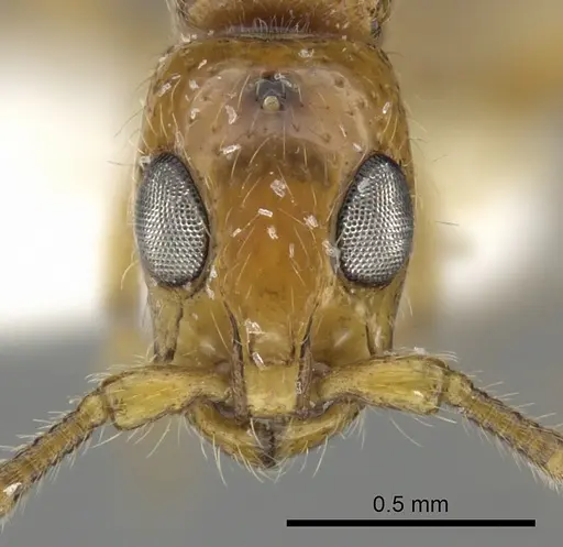 Simopone miniflava specimen