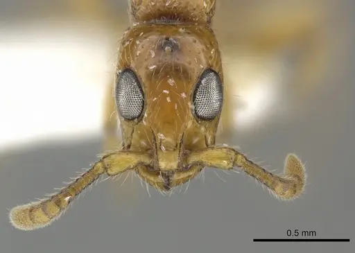 Simopone miniflava specimen