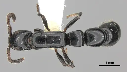 Simopone nonnihil specimen