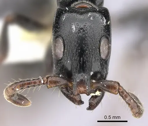 Simopone nonnihil specimen