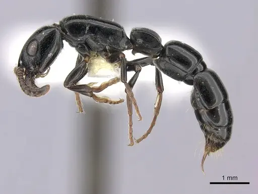 Simopone nonnihil specimen