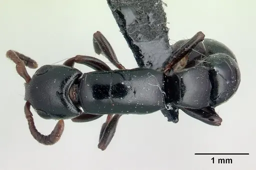 Simopone nonnihil - CASENT0066850