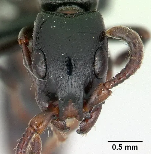 Simopone nonnihil - CASENT0066850