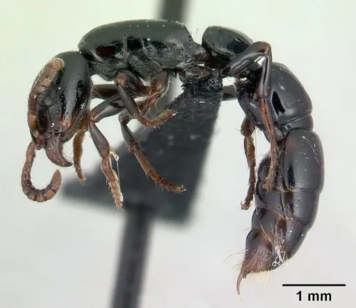 Simopone nonnihil - CASENT0066850