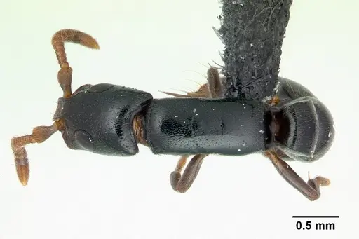 Simopone nonnihil - CASENT0488927