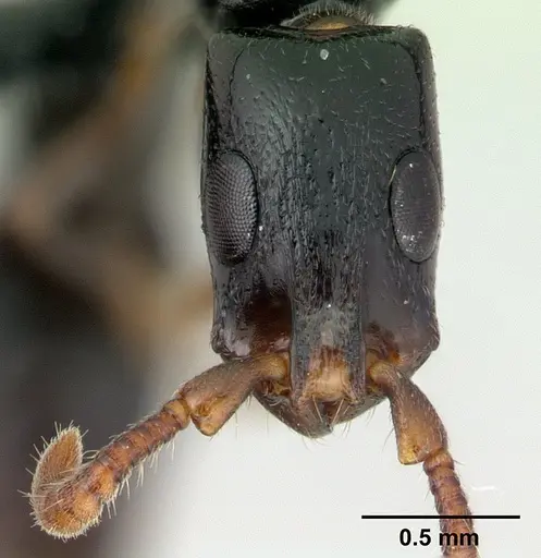 Simopone nonnihil - CASENT0488927