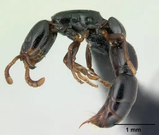 Simopone nonnihil - CASENT0488927