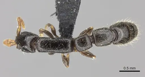 Simopone oculata specimen