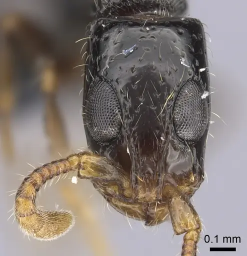 Simopone oculata specimen