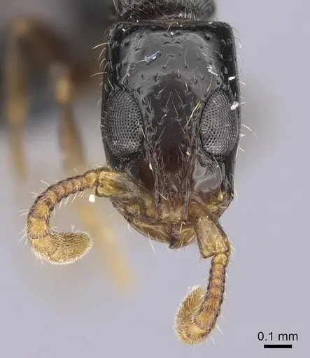 Simopone oculata specimen