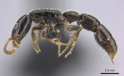 Simopone oculata - CASENT0004519