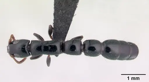 Simopone oculata - CASENT0139634