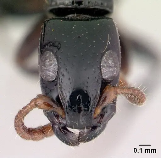 Simopone oculata - CASENT0139634