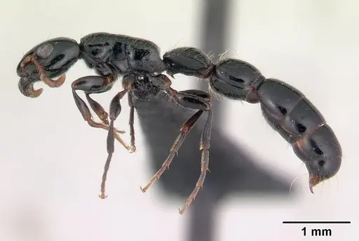 Simopone oculata - CASENT0139634