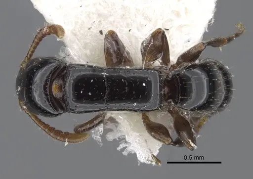 Simopone oculata - CASENT0917355