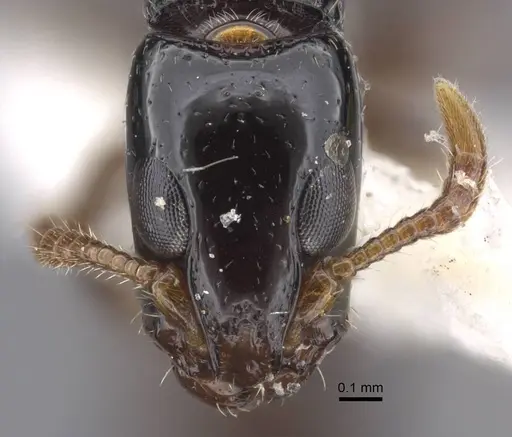 Simopone oculata - CASENT0917355