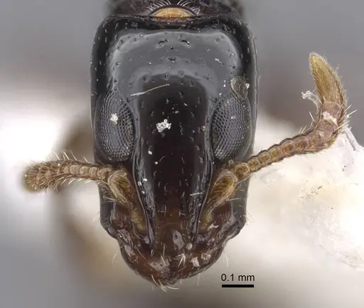 Simopone oculata - CASENT0917355