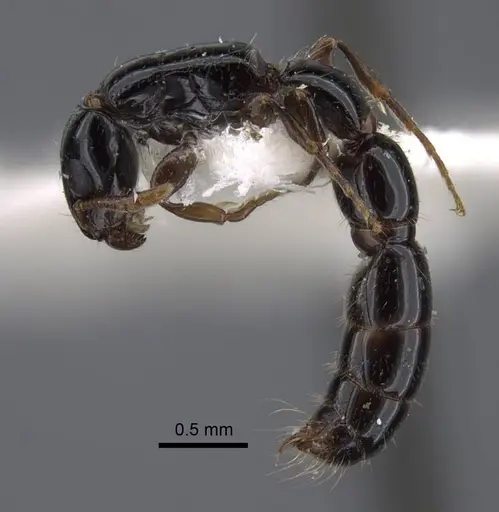 Simopone oculata - CASENT0917355