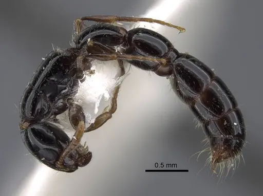 Simopone oculata - CASENT0917355