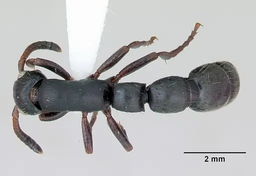 Simopone persculpta specimen
