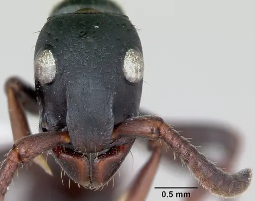 Simopone persculpta specimen