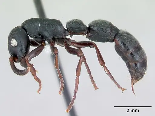 Simopone persculpta specimen