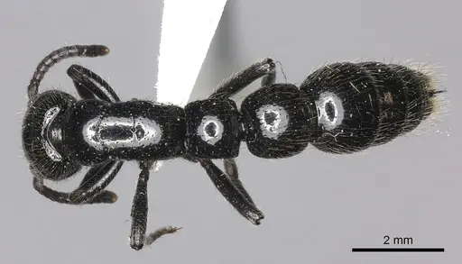 Simopone rex specimen