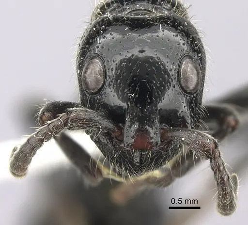 Simopone rex specimen