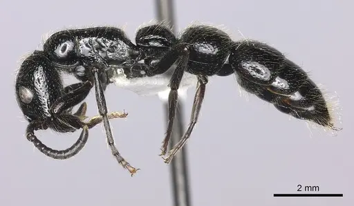 Simopone rex specimen