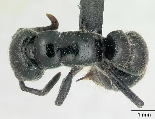 Simopone rex - CASENT0410467