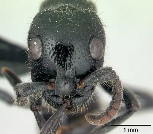 Simopone rex - CASENT0410467