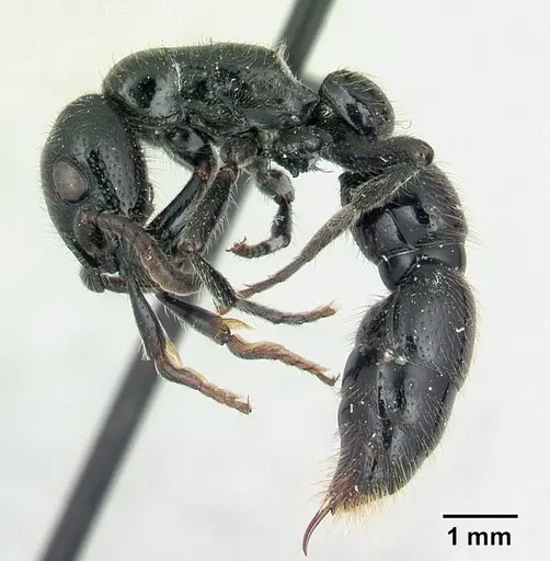 Simopone rex - CASENT0410467