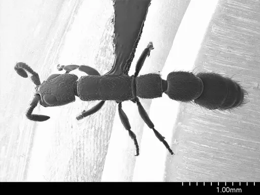 Simopone schoutedeni specimen