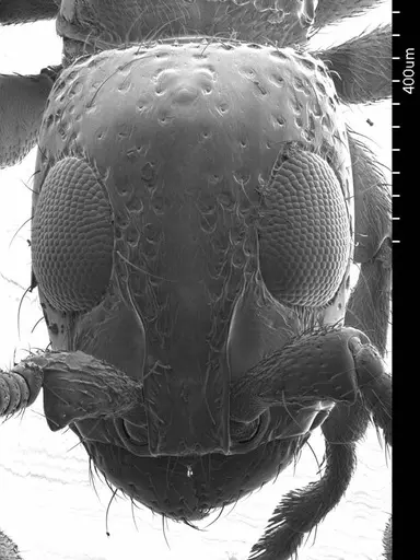 Simopone schoutedeni specimen