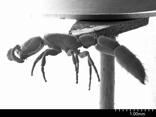 Simopone schoutedeni specimen