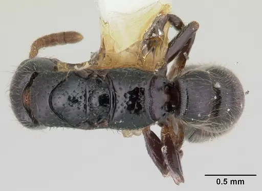 Simopone schoutedeni - CASENT0178215