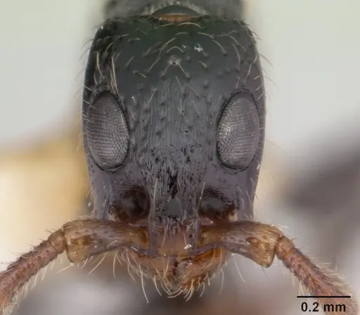 Simopone schoutedeni - CASENT0178215