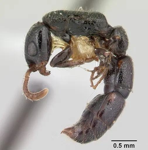 Simopone schoutedeni - CASENT0178215