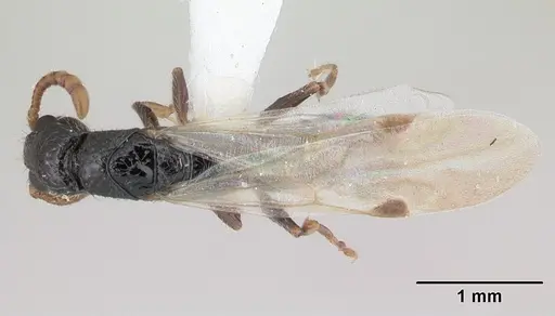 Simopone schoutedeni - CASENT0178217