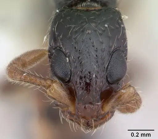 Simopone schoutedeni - CASENT0178217