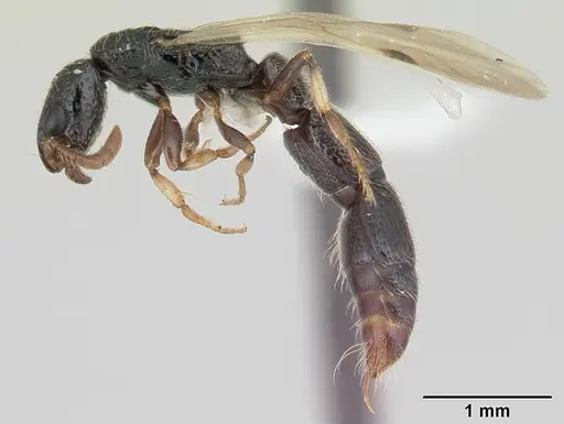 Simopone schoutedeni - CASENT0178217