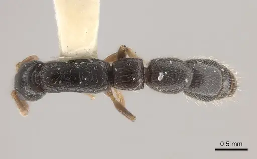 Simopone schoutedeni - CASENT0217389