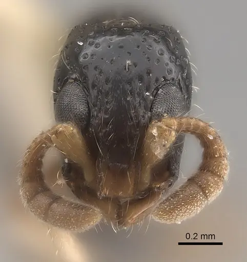 Simopone schoutedeni - CASENT0217389