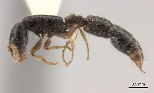 Simopone schoutedeni - CASENT0217389