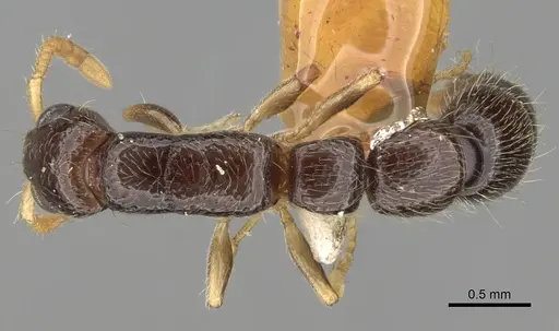 Simopone schoutedeni - CASENT0281972