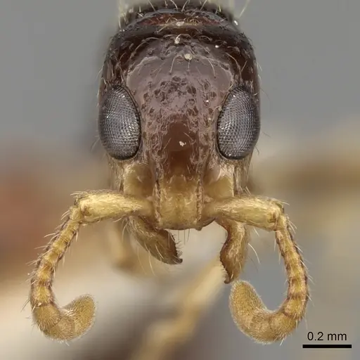 Simopone schoutedeni - CASENT0281972