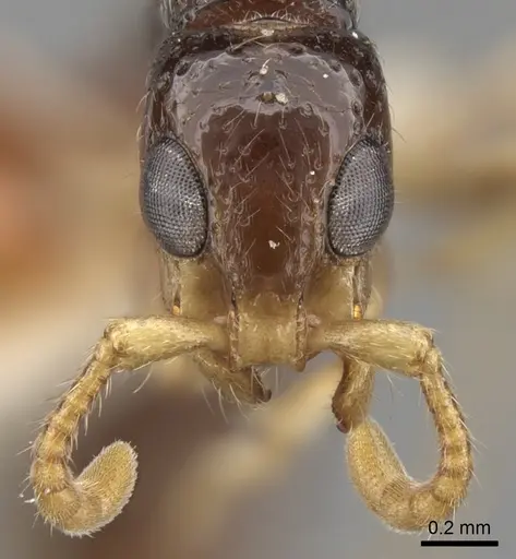 Simopone schoutedeni - CASENT0281972