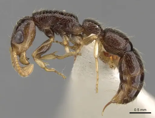 Simopone schoutedeni - CASENT0281972